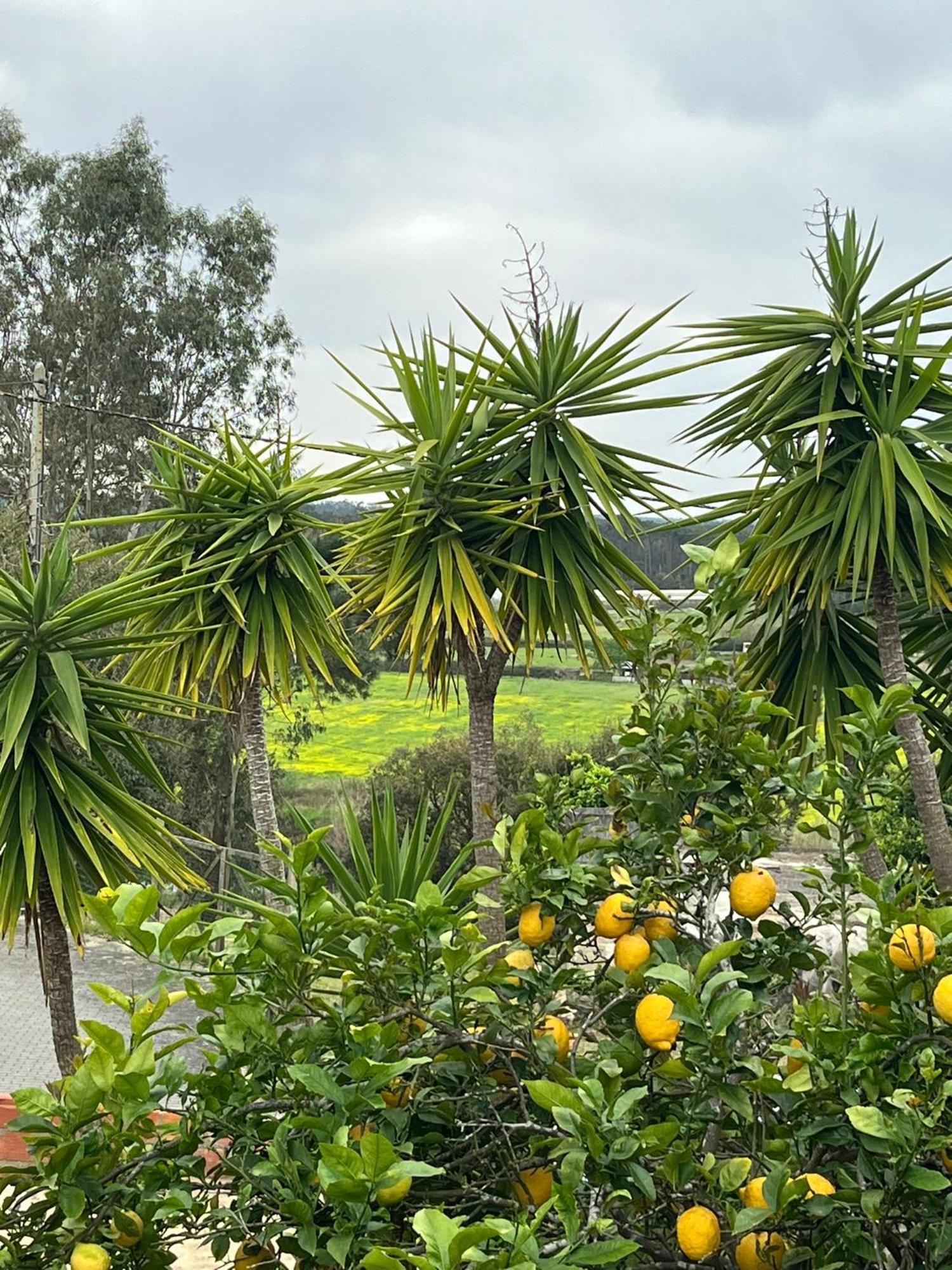 Casa Das Flores Leiria Silvercoast Portugal Monte Redondo エクステリア 写真